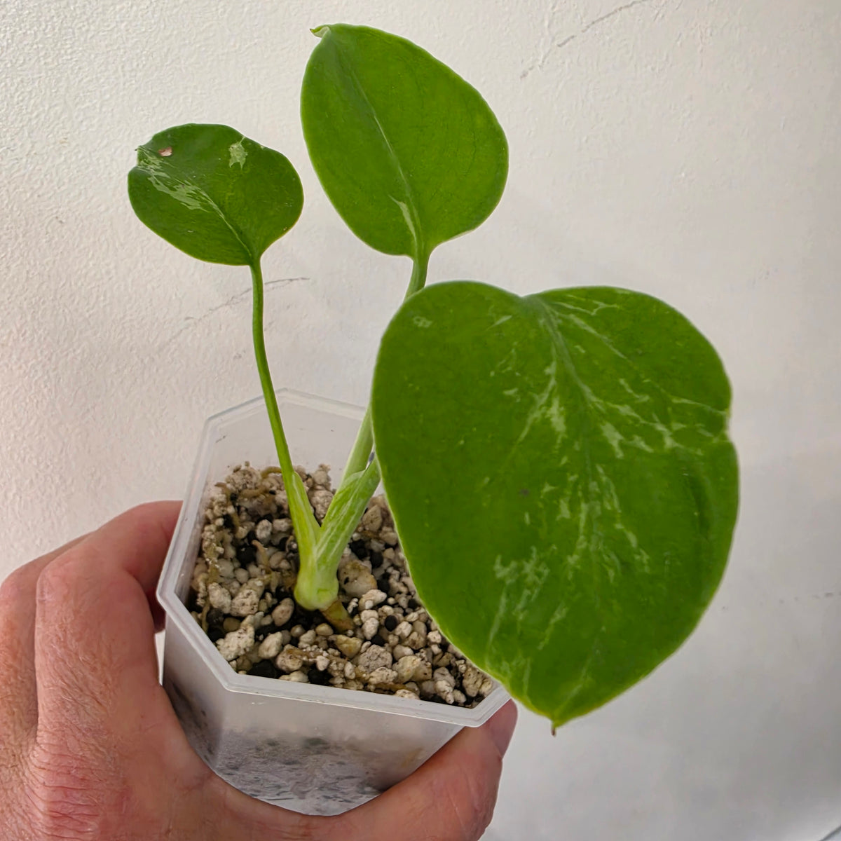 MIXED RARE PLANT BUNDLE - see description