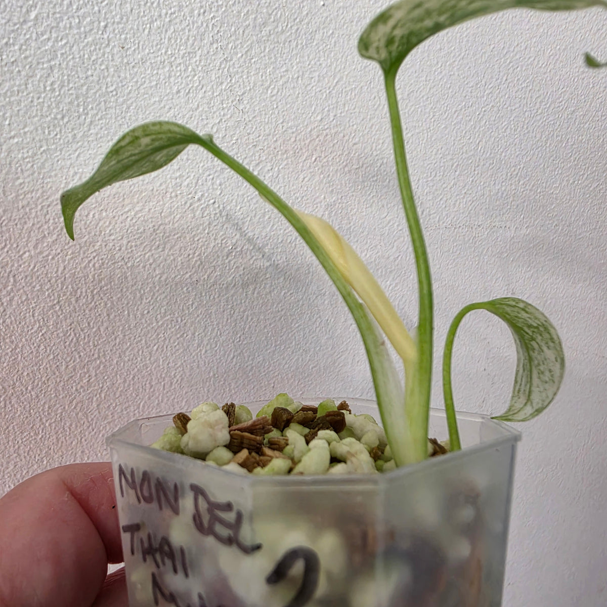 Monstera Deliciosa Thai Mint – Exact Plant #2