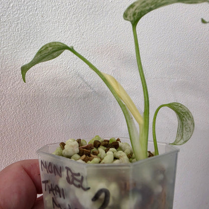 Monstera Deliciosa Thai Mint – Exact Plant #2
