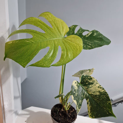 Monstera Deliciosa Mint Variegata – 12cm Pot (#5)