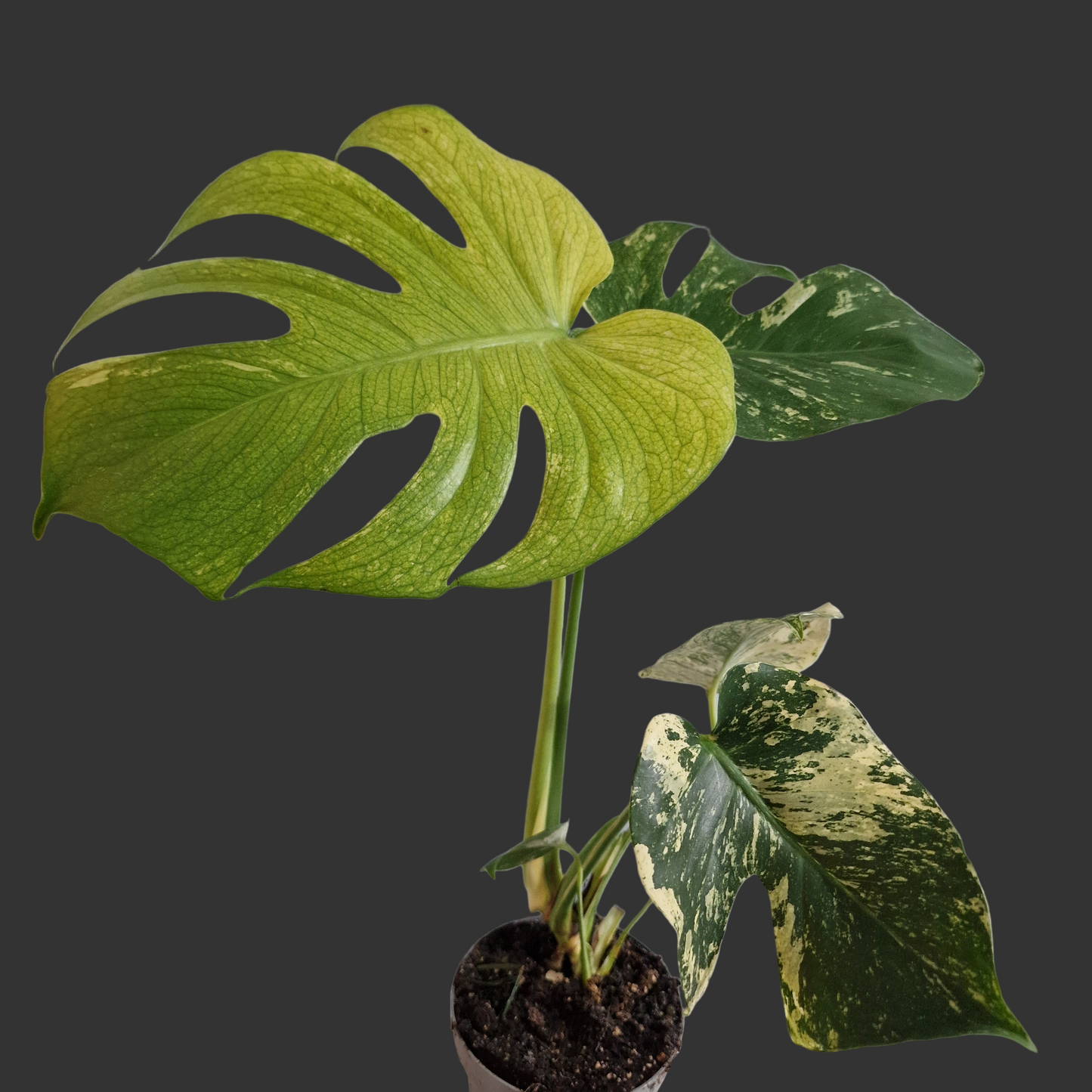 Monstera Deliciosa Mint Variegata – 12cm Pot (#5)