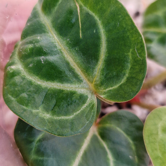 Anthurium Wonderboy × Michelle rare houseplant