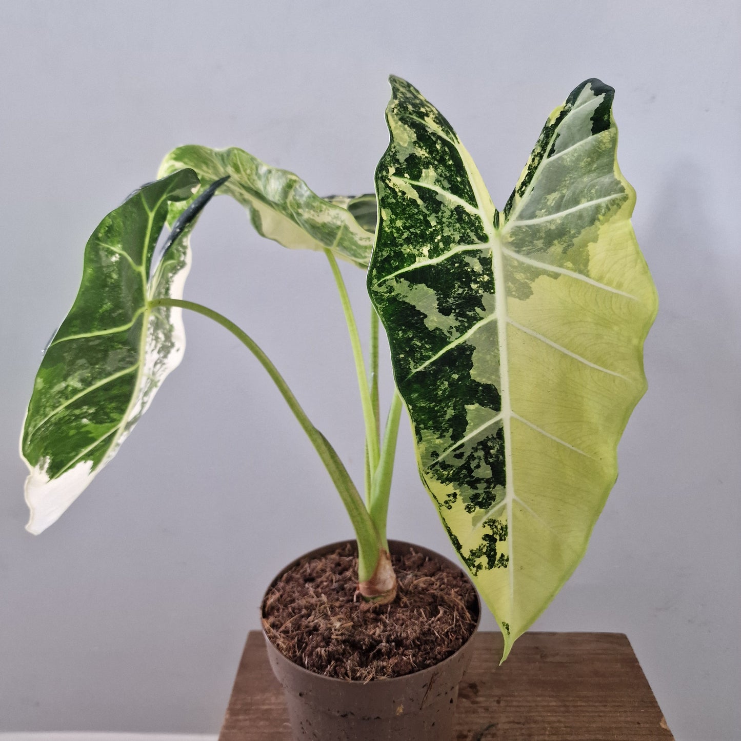 Alocasia Variegated Frydek (#3) – 17cm Pot (50cm Tall)