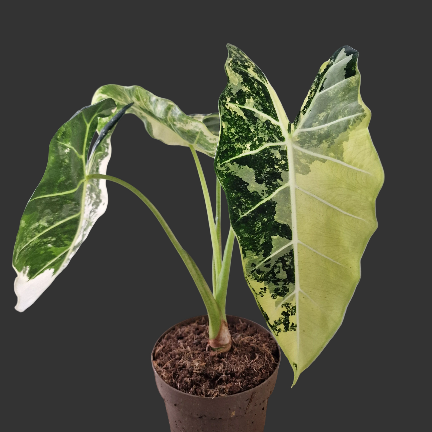 Alocasia Variegated Frydek (#3) – 17cm Pot (50cm Tall)