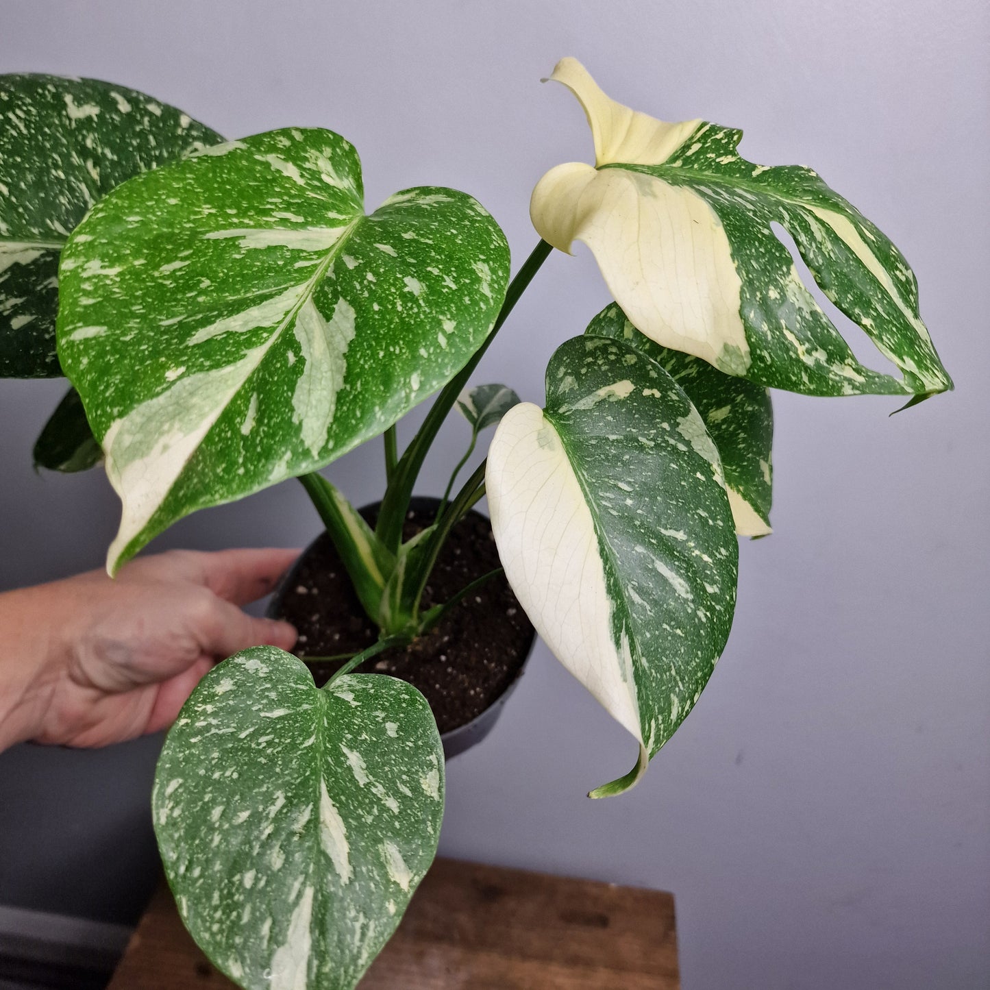 Monstera Crème Brûlée – 12cm Pot - Exact Plant (#1)