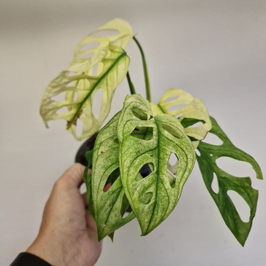Monstera Adansonni Variegated #2