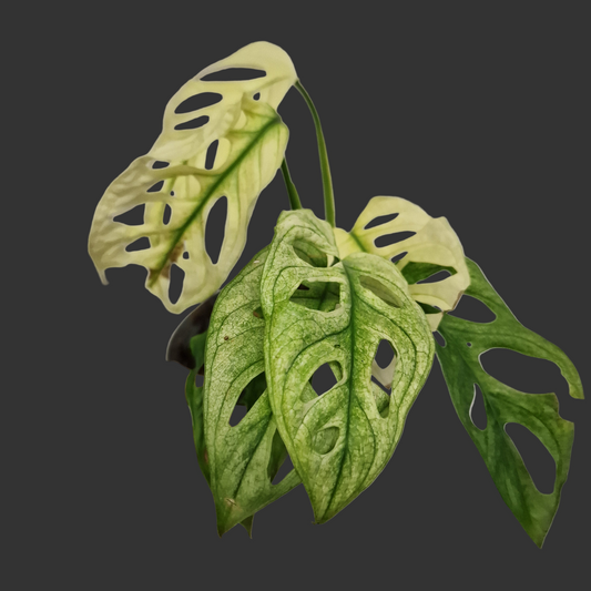 Monstera Adansonni Variegated #2