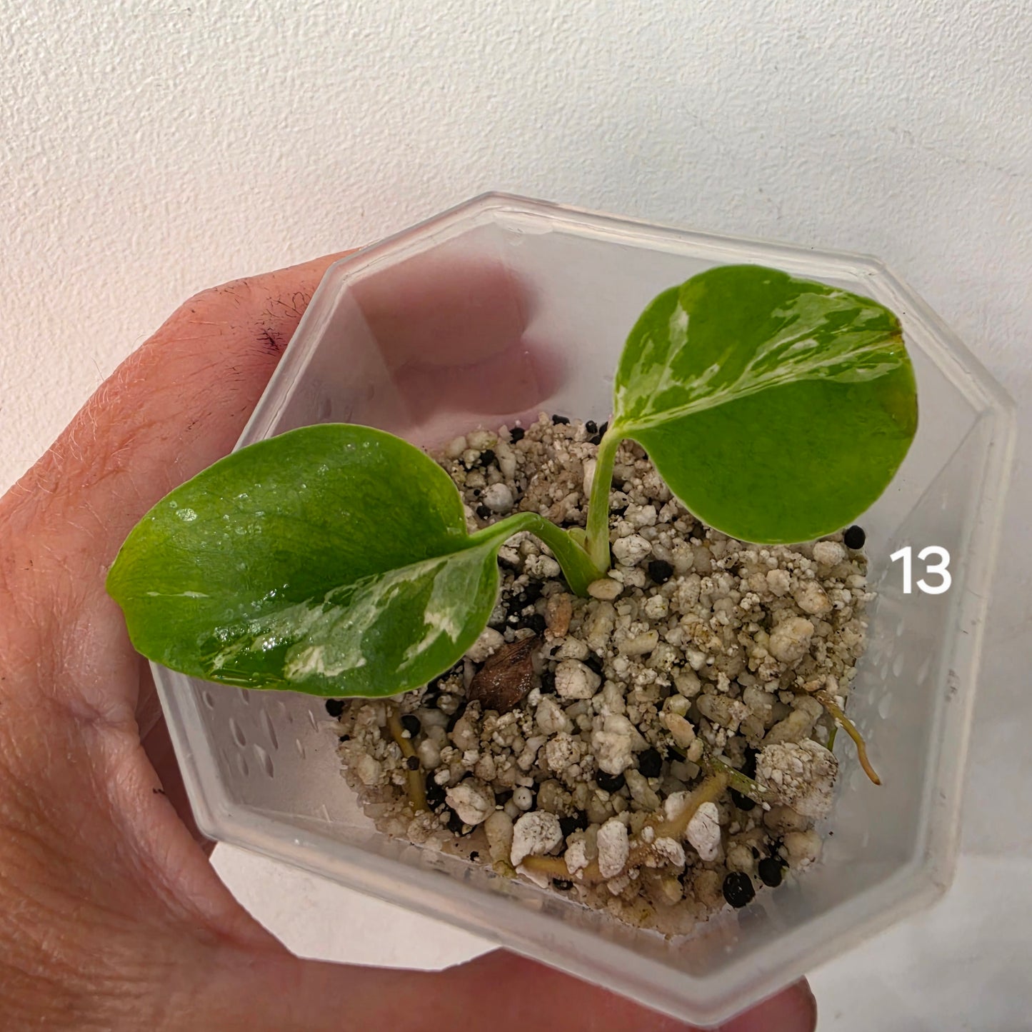 Monstera Bulbasaur 7cm pot – Choose Your Own