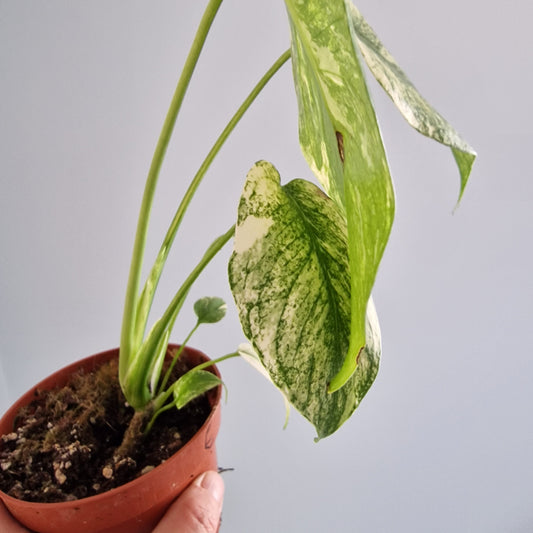 Monstera Mint Rare Houseplant 10.5cm pot (e)