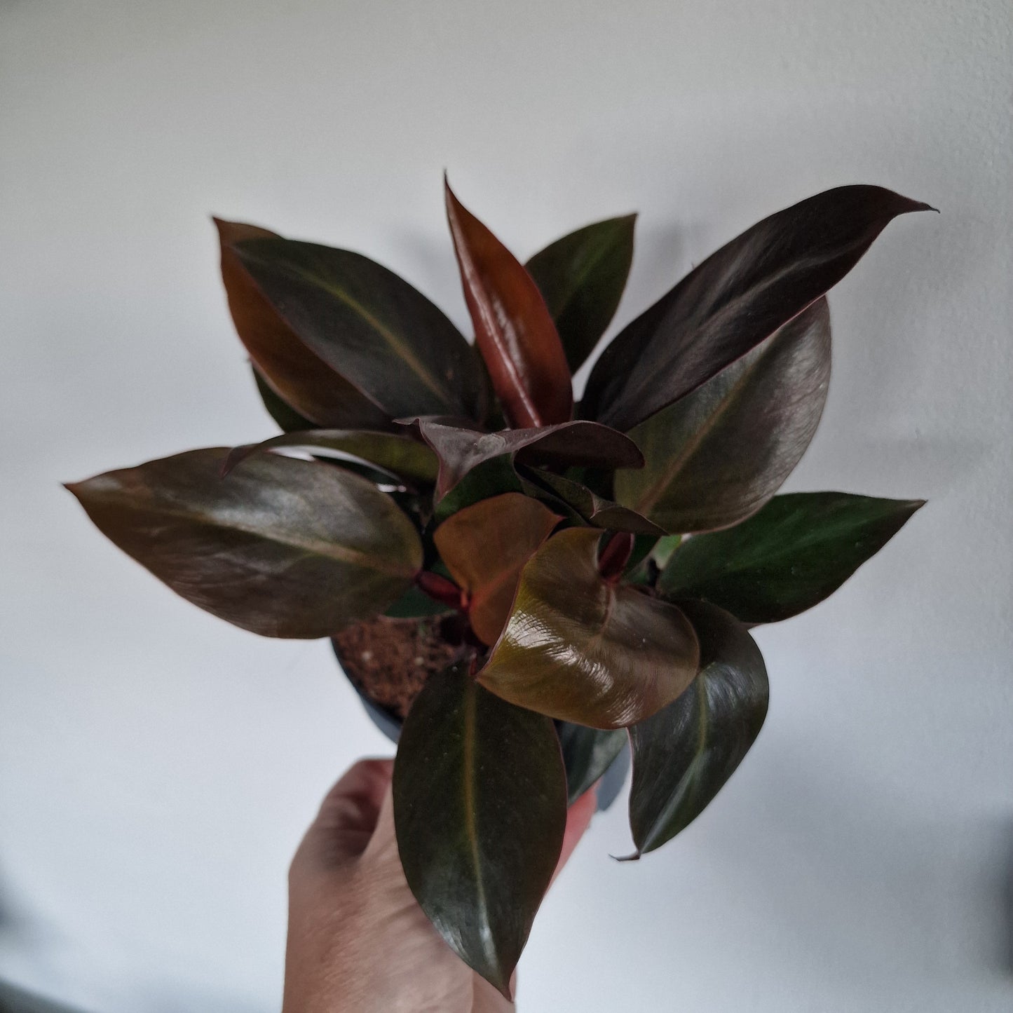 Philodendron Imperial Red – 12cm Pot
