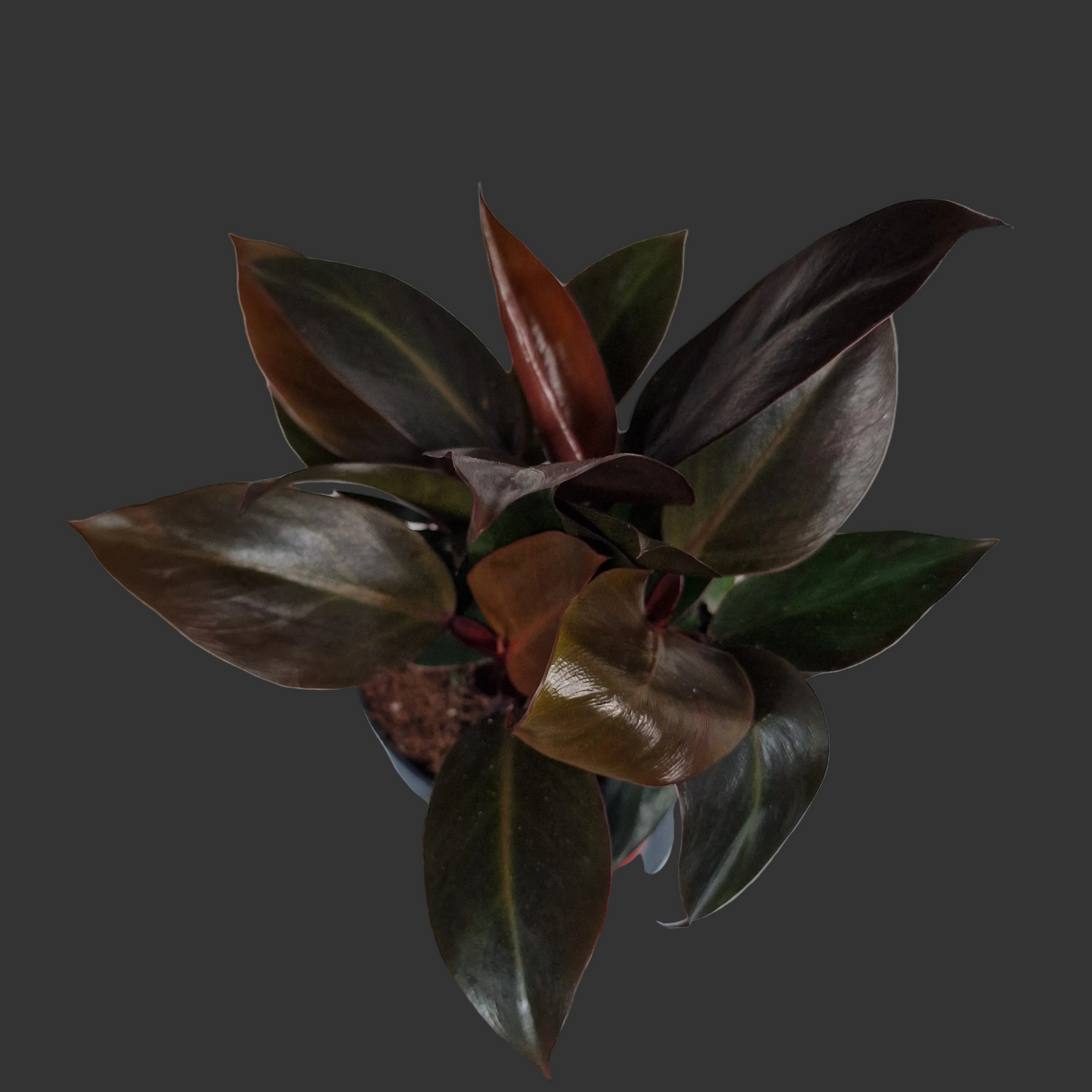 Philodendron Imperial Red – 12cm Pot