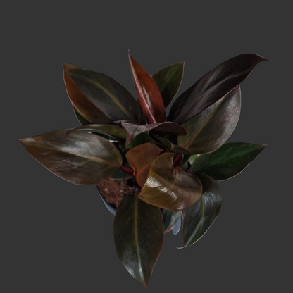 Philodendron Imperial Red – 12cm Pot