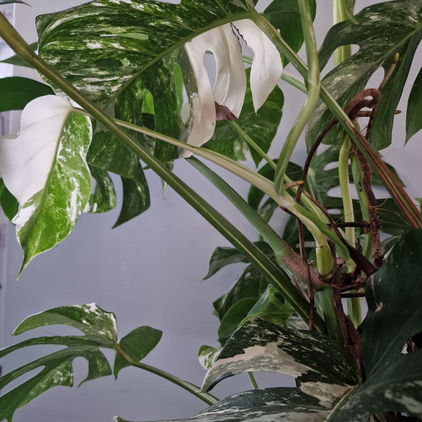 Monstera Albo approx 10 Plants in the 30cm Pot - 130cm tall collection only.