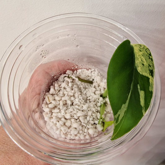 Pre-order Monstera Bulbasaur – Young TC Plantlet Exact Plant (1-14)