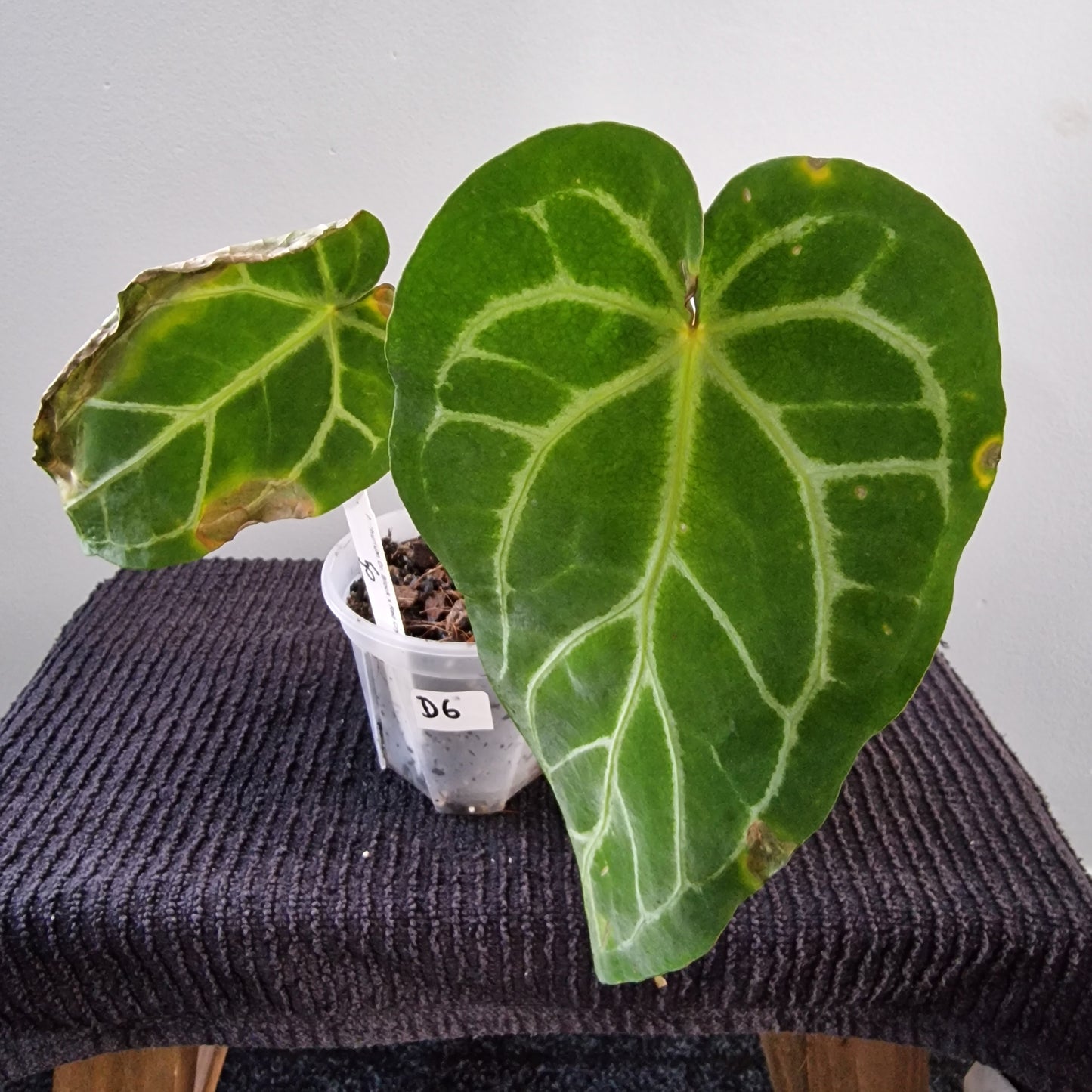 Ecuagenera Rehab Anthurium Doc Block x Red Crystal NSE (D6)