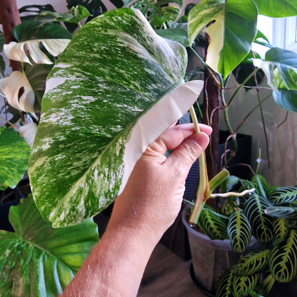 Monstera Albo Highly Variegated Middle Cutting