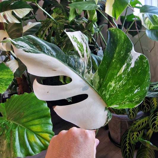 Monstera Albo Highly Variegated Middle Cutting