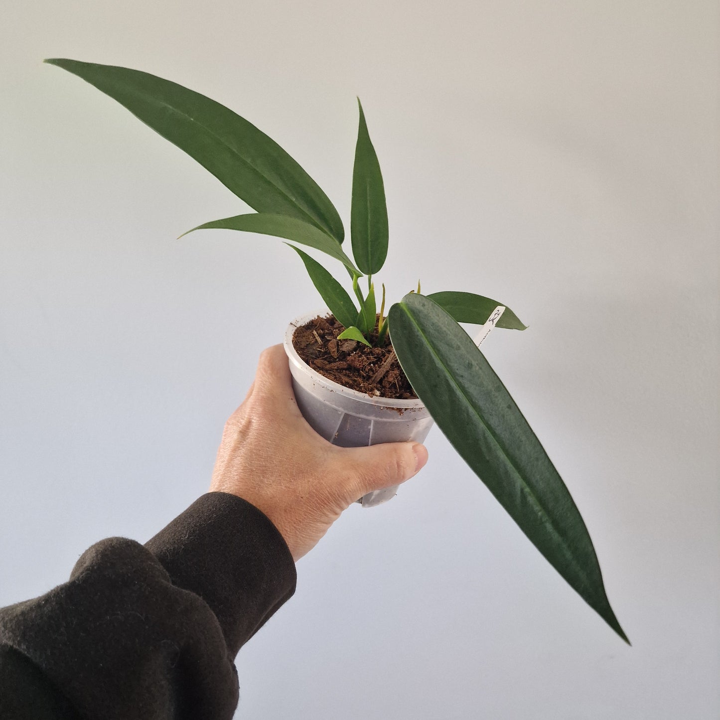 Ecuagenera Rehab Anthurium wendlingeri (32)