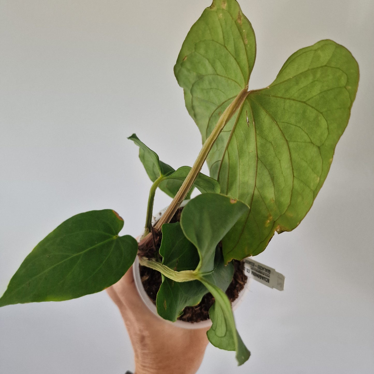 Ecuagenera Rehab Anthurium kunayalense