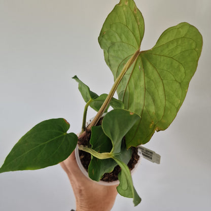 Ecuagenera Rehab Anthurium kunayalense