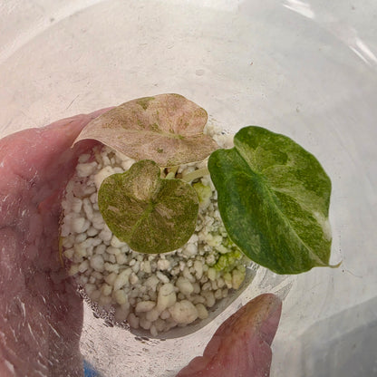 Alocasia Cuprea Pink Spot – Exact Plant No. 9 - See Description