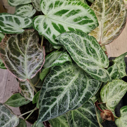 Anthurium Silver Blush – Mint Variegation – 12cm Pot