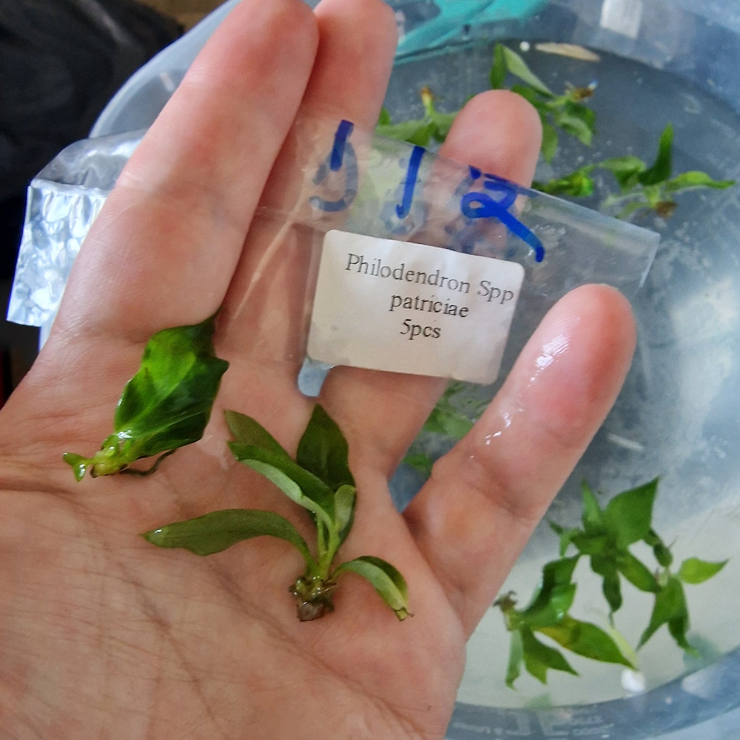 Tissue Culture Plant - Pre-order - please see description