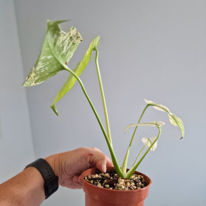 Monstera Mint Rare Houseplant 10.5cm pot (c)