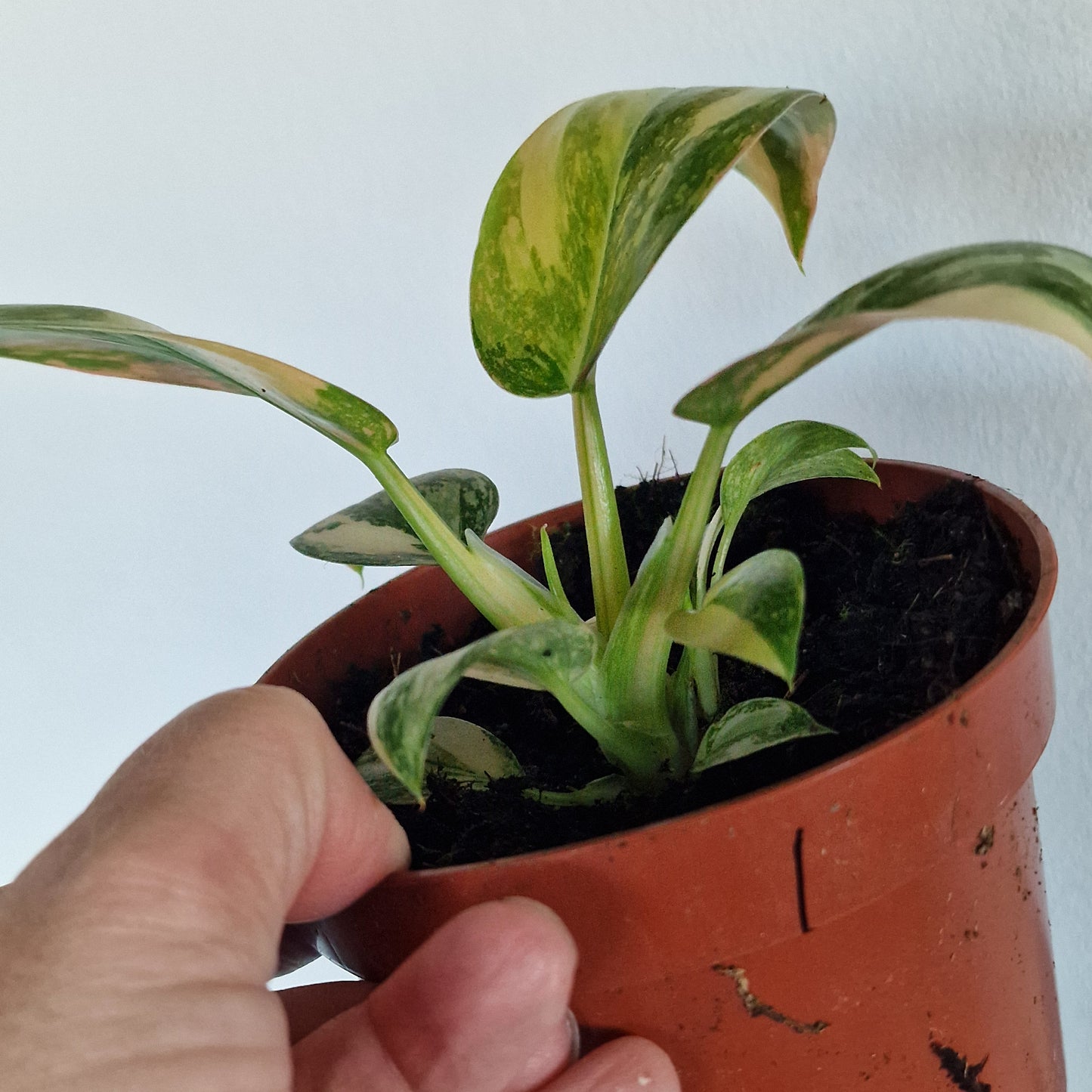 Philodendron Green Congo – 11cm Pot (#1)