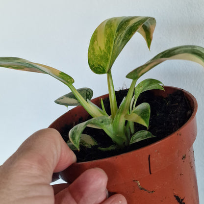 Philodendron Green Congo – 11cm Pot (#1)