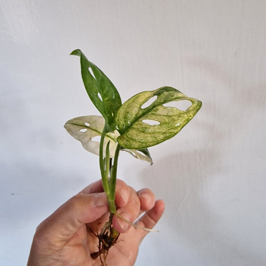 Monstera Adansonii Variegated rooting in Water
