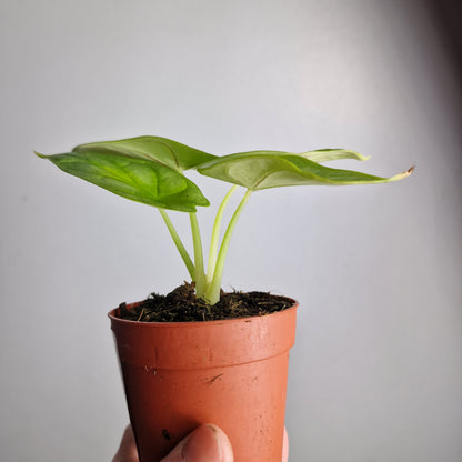Alocasia Dragon Gold / Aurea – 7 cm Pot