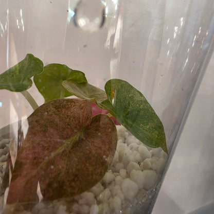 Alocasia Cuprea Pink Spot – Exact Plant No. 1 - See Description