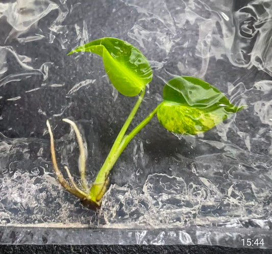 Monstera ‘Aurea' – Tissue Culture sealed Plantlet (Pre-Order)