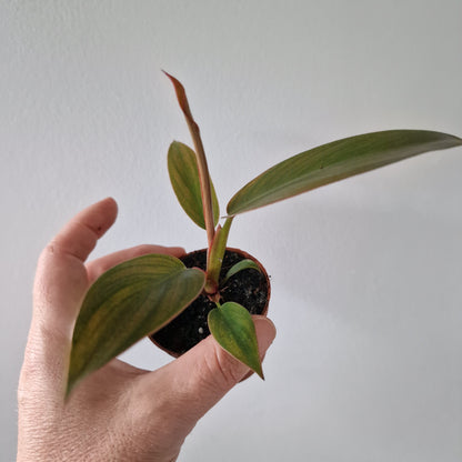 Philodendron Florida Bronze Rare Houseplant 6cm pot