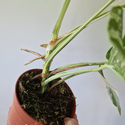 Monstera Deliciosa Albo Super White Rare Houseplant 15cm pot (2)