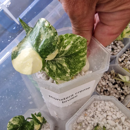 Tissue Culture Plant - Pre-order - please see description