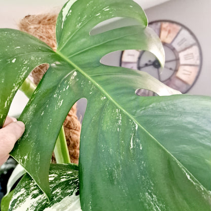 Monstera Albo Top 2 Leaf Cutting