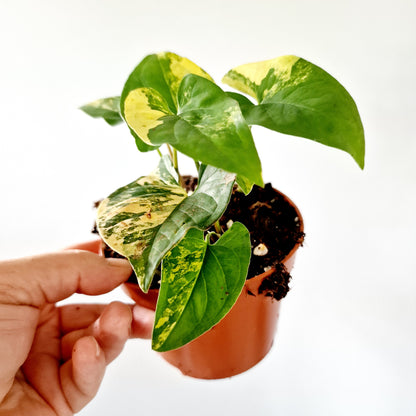 Syngonium Aurea multiple Houseplants in each 14cm pot (4)