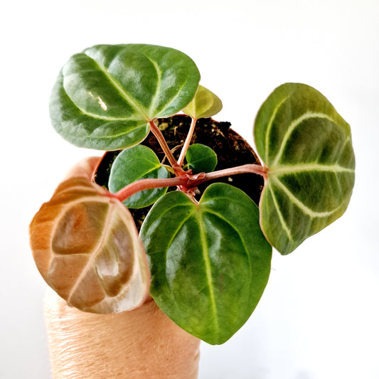 Anthurium Besseae aff x Zara x Michelle Houseplant 9cm pot (1)