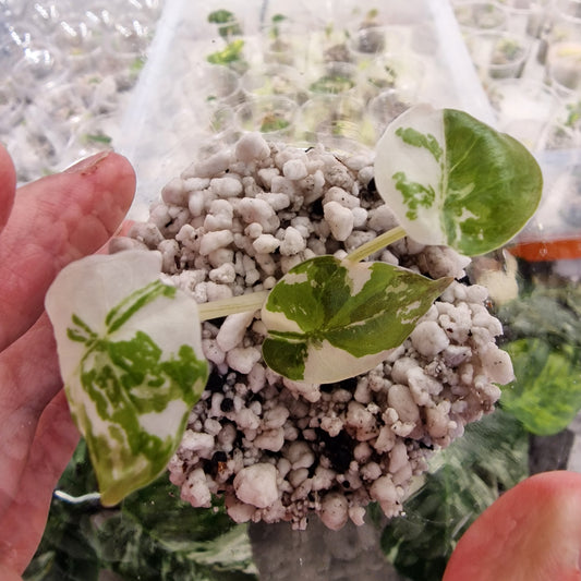 Alocasia Pink Wentii Variegated – Exact Plant (a)