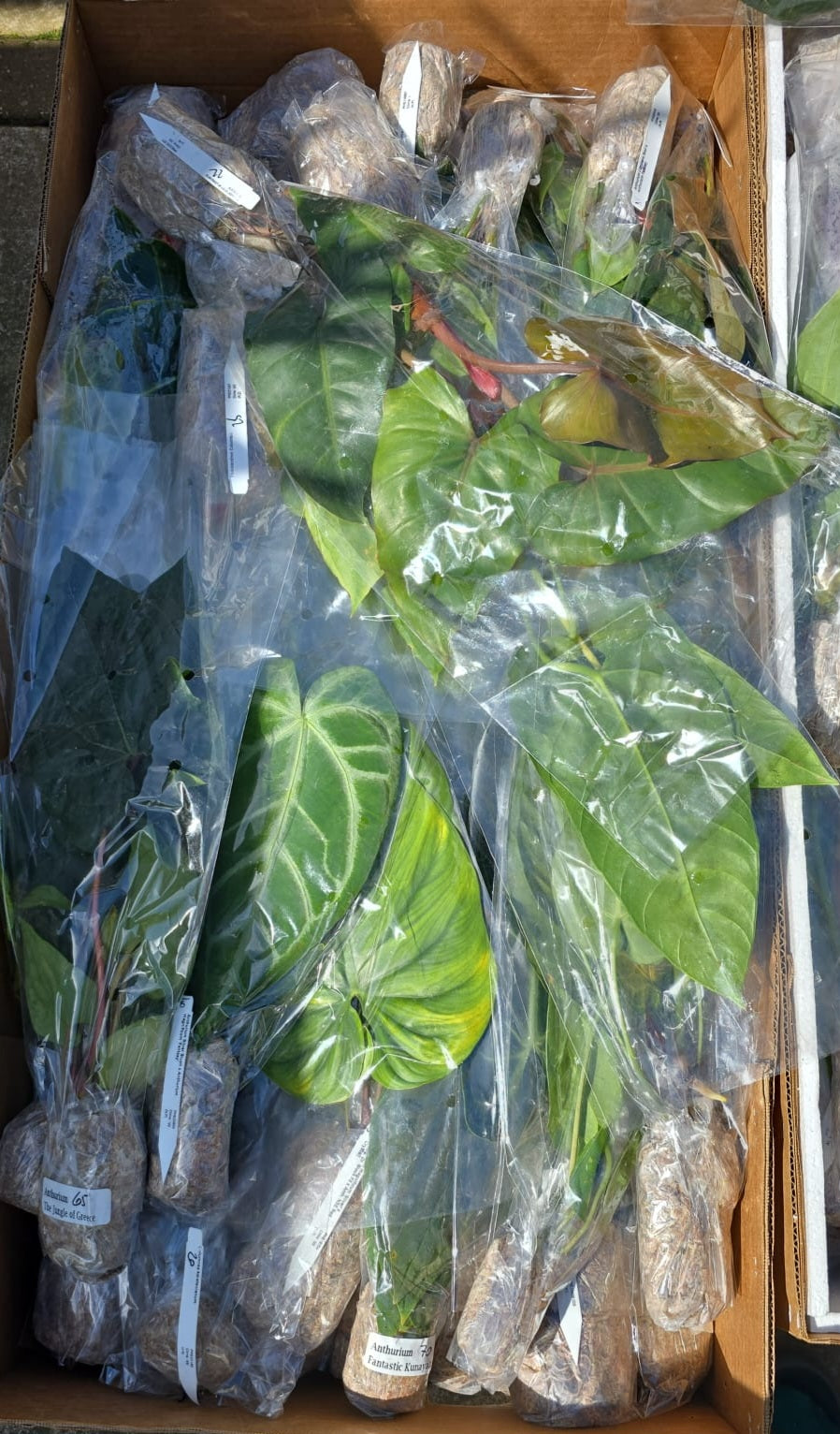 Mystery Ecuagenera Anthurium – Rescue Plants (Worth £40+ each)
Please Read Description
