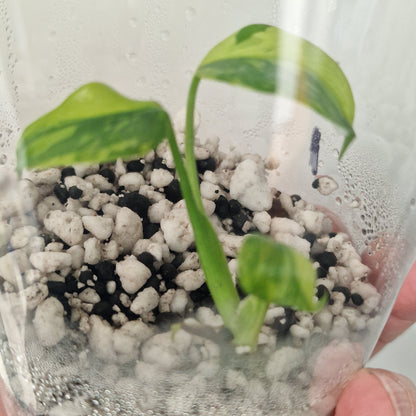 Monstera Electrolight Variegated – Young Plant – Exact Plant #1