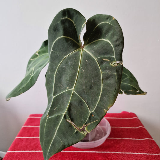 Ecuagenera Rehab Anthurium Eureka (U16)