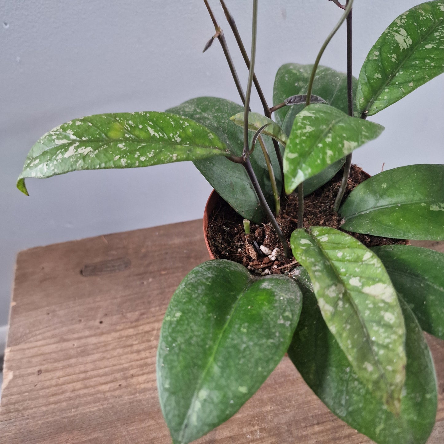 Hoya Aceh Houseplant 12cm pot