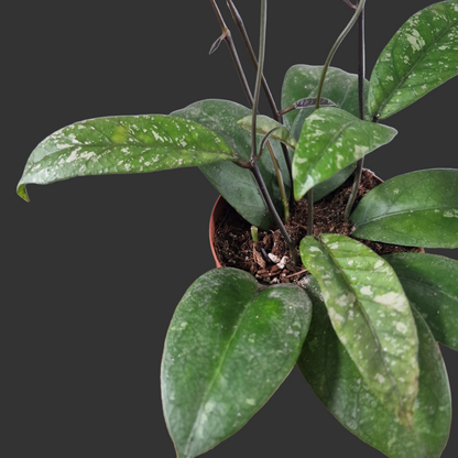 Hoya Aceh Houseplant 12cm pot