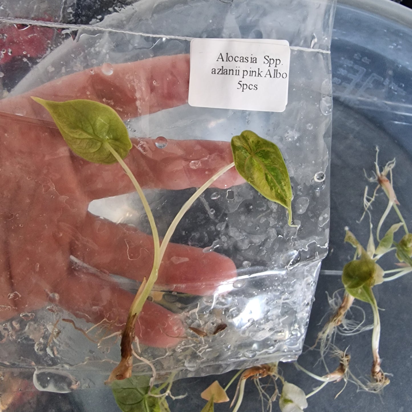 Tissue Culture Plant - Pre-order - please see description