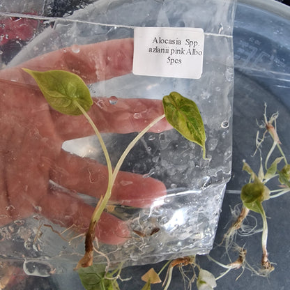 Tissue Culture Plant - Pre-order - please see description