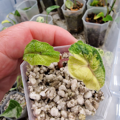 Alocasia Jacklyn Aurea Variegated