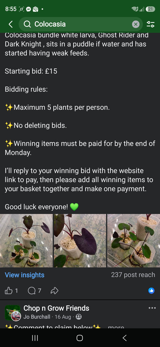 Sunday CnG Sale - Laura Colocasia Bundle